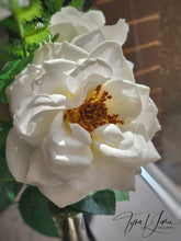 Load image into Gallery viewer, Just Because