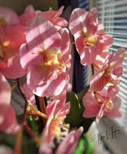 Load image into Gallery viewer, Serena