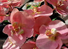 Load image into Gallery viewer, Serena